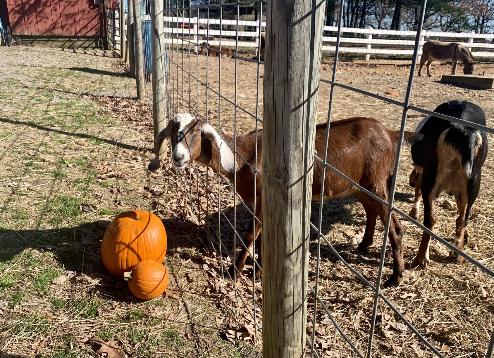 20201121_lna_news_farmanimals_p1.jpg